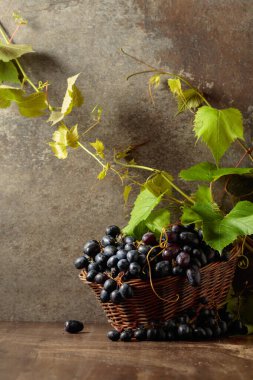 Eski ahşap bir masada mavi üzümler ve asma dalları.
