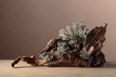 Lavanta ve kuru pürüzlerden oluşan bir doğa sahnesi. Ürün markalaşması, kimlik ve ambalaj için tarafsız bej arka plan. Doğal pastel renkler. Boşluğu kopyala, ön görünüm.