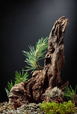 Çam dalları ve kuru pürüzlerden oluşan soyut bir kuzey doğası sahnesi. Kozmetik, güzellik ürünleri markalaşma, kimlik ve ambalaj için karanlık arka plan. Boşluğu kopyala.