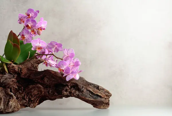 Violet Orchid Old Wooden Snag White Marble Background Copy Space — Stock Photo, Image