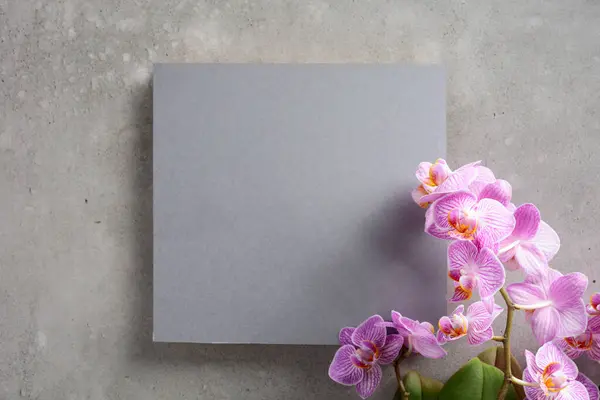 Beautiful blooming orchid with a gray card for your text.