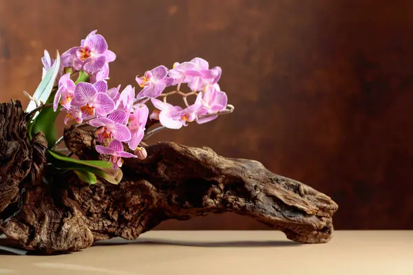 Orquídea Violeta Velho Obstáculo Madeira Fundo Marrom Com Espaço Cópia — Fotografia de Stock