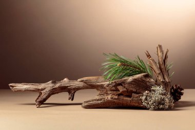 Leğen, çam dalları ve kuru pürüzler içeren soyut kuzey doğası sahnesi. Kozmetik için bej arka plan, güzellik ürünü markalaşma, kimlik ve ambalaj. Boşluğu kopyala.