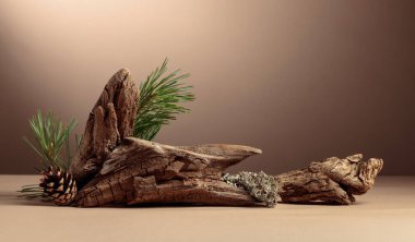 Leğen, çam dalları ve kuru pürüzler içeren soyut kuzey doğası sahnesi. Kozmetik için bej arka plan, güzellik ürünü markalaşma, kimlik ve ambalaj. Boşluğu kopyala.