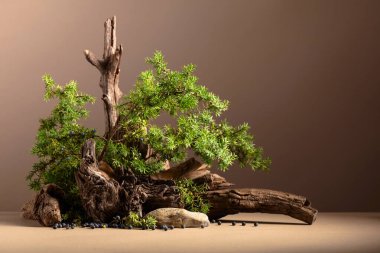 Ardıç ve kuru pürüzler içeren soyut doğa sahnesi. Kozmetik, güzellik ürünü markalaşma, kimlik ve ambalaj için nötr bej arka plan. Boşluğu kopyala, ön görünüm.