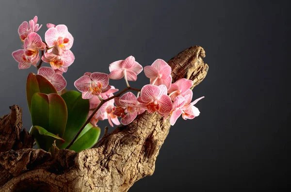 Pink Orchid Old Wooden Snag Black Background Copy Space — Stock Photo, Image
