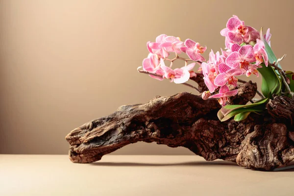 Orquídea Rosa Velho Empecilho Madeira Fundo Bege Com Espaço Cópia — Fotografia de Stock