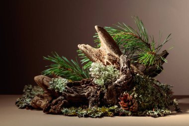 Leğen, çam dalları ve kuru pürüzler içeren soyut kuzey doğası sahnesi. Kozmetik için bej arka plan, güzellik ürünü markalaşma, kimlik ve ambalaj. Boşluğu kopyala.