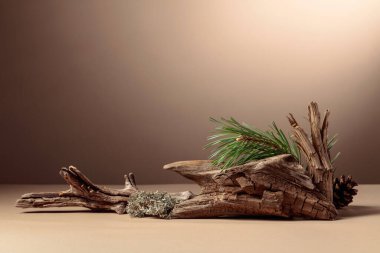 Leğen, çam dalları ve kuru pürüzler içeren soyut kuzey doğası sahnesi. Kozmetik için bej arka plan, güzellik ürünü markalaşma, kimlik ve ambalaj. Boşluğu kopyala.