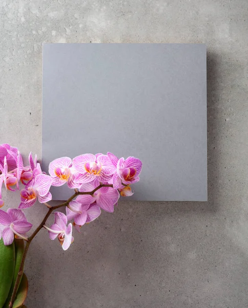Beautiful Blooming Orchid Gray Card Your Text — Stock Photo, Image