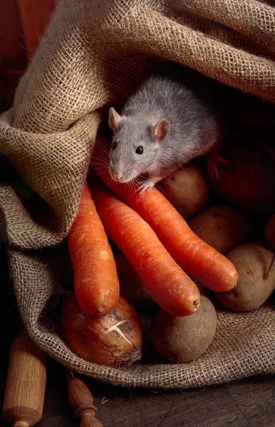 Szczur Starym Drewnianym Stole Warzywami Powierzchnia Cpoy — Zdjęcie stockowe