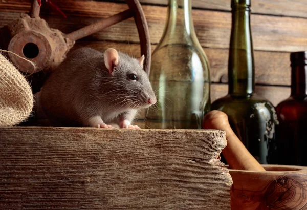 Rat Sur Une Table Avec Vieux Ustensiles Cuisine Dans Hangar — Photo
