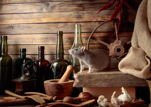 Rat Table Old Kitchen Utensils Wooden Shed — Stock Photo, Image