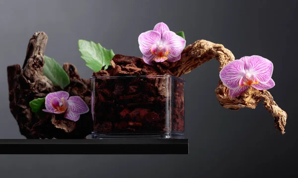 Orquídea Violeta Vaso Transparente Com Substrato Fundo Preto Com Espaço — Fotografia de Stock