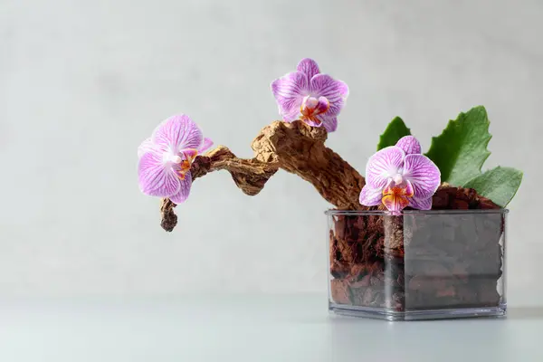 Orchidée Violette Dans Pot Transparent Avec Substrat Fond Marbre Blanc — Photo