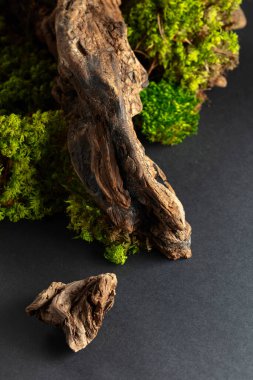 Yosun, yosun ve eski pürüzlerden oluşan soyut bir kuzey doğası sahnesi. Boşluğu kopyala.