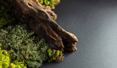 Yosun, yosun ve eski pürüzlerden oluşan soyut bir kuzey doğası sahnesi. Boşluğu kopyala.