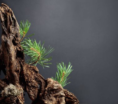 Çam dalları ve kuru pürüzlerden oluşan soyut bir kuzey doğası sahnesi. Boşluğu kopyala.