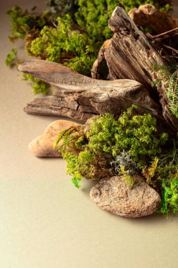 Soyut kuzey doğası sahnesi, bej arka planda liken, yosun ve eski pürüzler içeriyor. Boşluğu kopyala.