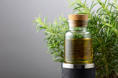 Biberiye yağı ve taze biberiye. Boşluğu kopyala.