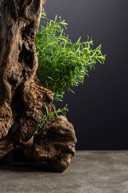 Gri taşlı arka planında eski bir pürüz olan taze biberiye. Boşluğu kopyala.