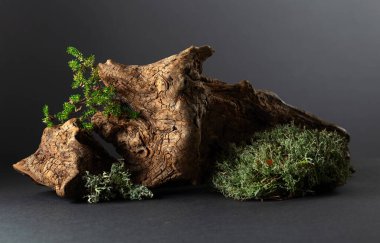 Yosun, yosun ve eski pürüzlerden oluşan soyut bir kuzey doğası sahnesi. Boşluğu kopyala.