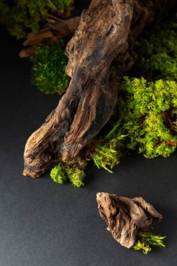 Yosun, yosun ve eski pürüzlerden oluşan soyut bir kuzey doğası sahnesi. Boşluğu kopyala.