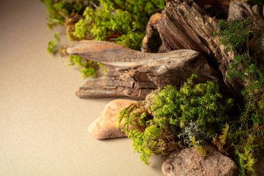 Soyut kuzey doğası sahnesi, bej arka planda liken, yosun ve eski pürüzler içeriyor. Boşluğu kopyala.