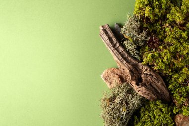 Yeşil arka planda liken, yosun ve eski pürüzlerden oluşan soyut bir kuzey doğası sahnesi. Üst Manzara. Boşluğu kopyala.