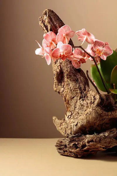 Pink Orchid Old Wooden Snag Beige Background Copy Space — Stock Photo, Image