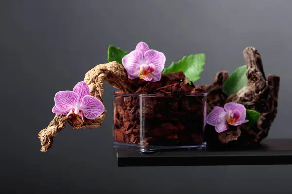 Violet Orchid Transparent Pot Substrate Black Background Copy Space — Stock Photo, Image