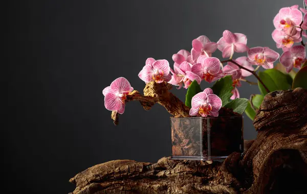Pink Orchid Transparent Pot Substrate Black Background Copy Space — Stock Photo, Image