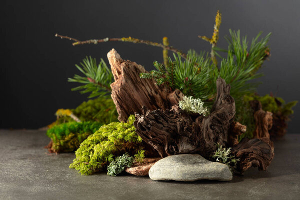 Abstract north nature scene with a composition of lichen, moss, pine branches, and snags. Background for cosmetics, beauty product branding, identity, and packaging. Copy space.