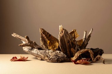 Bej bir arka planda eski kuru ahşap çıkıntılar ve kurumuş asma yaprakları. Ürününüzü ön plana koyun. Boşluğu kopyala.