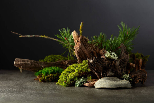 Abstract north nature scene with a composition of lichen, moss, pine branches, and snags. Background for cosmetics, beauty product branding, identity, and packaging. Copy space.