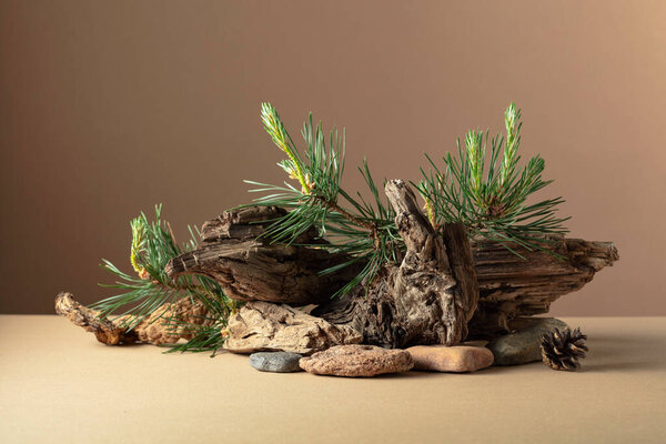 Abstract north nature scene with a composition of pine branches, stones, and dry snags. Beige background for cosmetics, beauty product branding, identity, and packaging. Copy space.