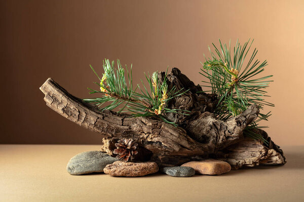 Abstract north nature scene with a composition of pine branches, stones, and dry snags. Beige background for cosmetics, beauty product branding, identity, and packaging. Copy space.