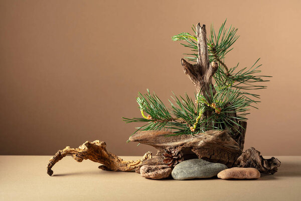 Abstract north nature scene with a composition of pine branches, stones, and dry snags. Beige background for cosmetics, beauty product branding, identity, and packaging. Copy space.