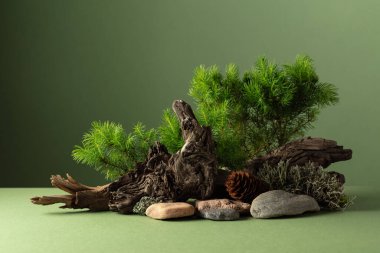 Spruce dalları, taşlar ve kuru pürüzlerden oluşan soyut doğa sahnesi. Yeşil arka planda geleneksel Japon bonsai minyatür ağacı. Boşluğu kopyala.