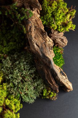 Yosun, yosun ve eski pürüzlerden oluşan soyut bir kuzey doğası sahnesi. Boşluğu kopyala.