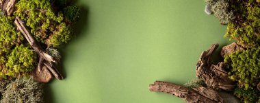 Yeşil arka planda liken, yosun ve eski pürüzlerden oluşan soyut bir kuzey doğası sahnesi. Üst Manzara. Boşluğu kopyala.