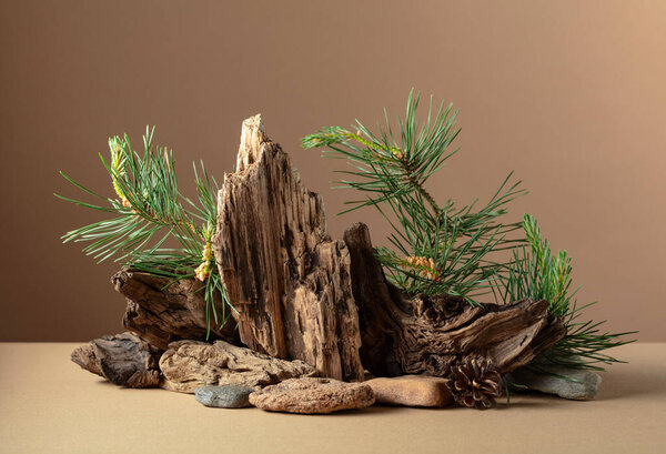 Abstract nature scene with a composition of pine branches, stones, and dry snags. Beige background for cosmetics, beauty product branding, identity, and packaging. Copy space.