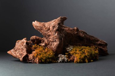 Yosun, yosun ve eski pürüzlerden oluşan soyut bir kuzey doğası sahnesi. Boşluğu kopyala.