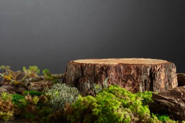 Doğal ahşap, yosun ve yosun karışımı. Ürününüzü bir çam kütüğüne koyun. Boşluğu kopyala.