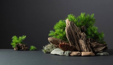 Spruce dalları, taşlar ve kuru pürüzlerden oluşan soyut doğa sahnesi. Siyah arka planda geleneksel Japon bonsai minyatür ağacı. Boşluğu kopyala.