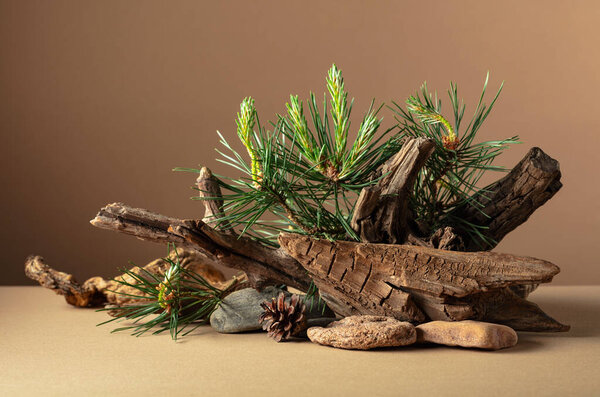 Abstract nature scene with a composition of pine branches, stones, and dry snags. Beige background for cosmetics, beauty product branding, identity, and packaging. Copy space.