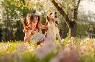Mutlu küçük kız bahçede köpekle oynuyor. Güneşli bir yaz gününde, papatyalı bir çimenlikte bir Beagle ile dört yaşında bir kız..