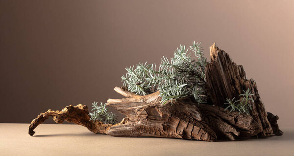 Nature scene with a composition of lavender and dry snags. Neutral beige background for product branding, identity, and packaging. Natural pastel colors. Copy space, front view.