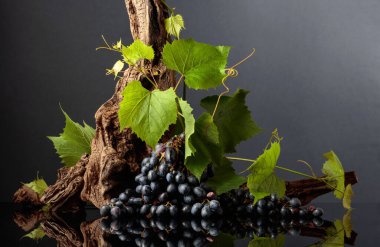 Mavi üzümler, asma dalları ve siyah yansıtıcı arka planda eski pürüzler. Boşluğu kopyala.