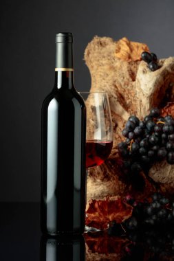 Bottle and glass of red wine. In the background old snag and grapes with dried-up vine leaves.